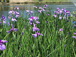 img_0856_thumb.jpg