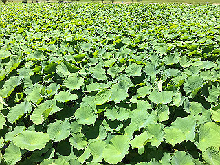 img_0861_thumb.jpg