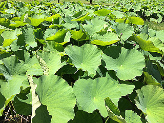 img_0872_thumb.jpg