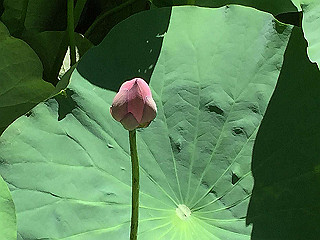 img_0878_thumb.jpg