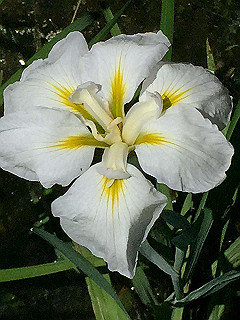 img_0885_thumb.jpg