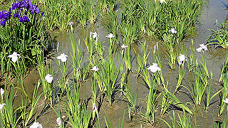 p6063898_thumb.jpg