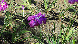 p6063901_thumb.jpg