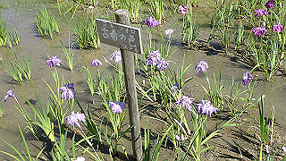 p6063903_thumb.jpg
