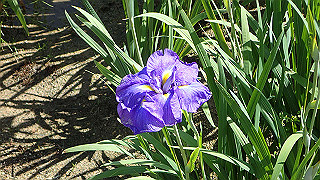 p6063907_thumb.jpg