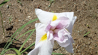 p6063908_thumb.jpg