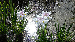 p6063911_thumb.jpg