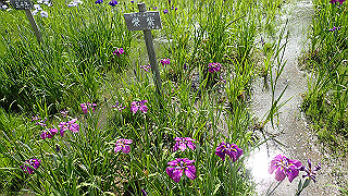 p6063913_thumb.jpg
