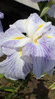 p6063915_thumb.jpg