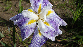 p6063916_thumb.jpg