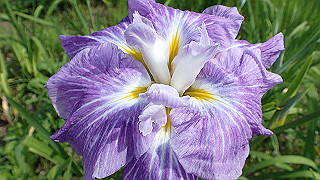 p6063917_thumb.jpg