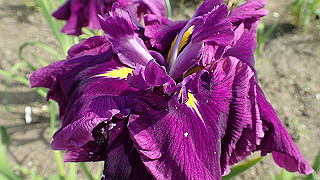 p6063922_thumb.jpg