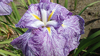 p6063924_thumb.jpg