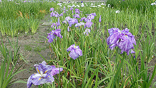 p6063925_thumb.jpg