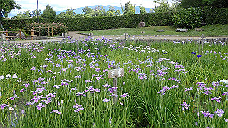 p6063926_thumb.jpg