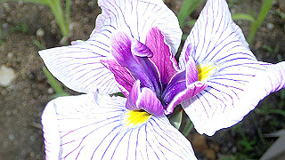 p6063929_thumb.jpg