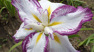 p6063931_thumb.jpg