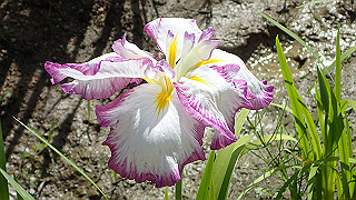 p6063932_thumb.jpg