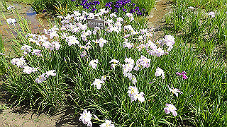 p6063933_thumb.jpg