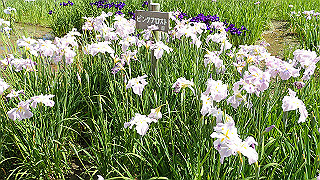 p6063934_thumb.jpg