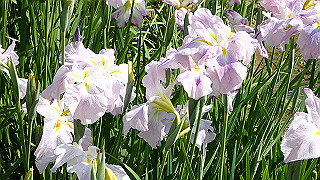 p6063935_thumb.jpg