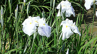 p6063945_thumb.jpg