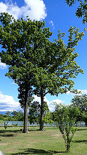 p6063954_thumb.jpg
