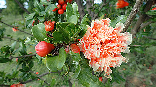 p6063959_thumb.jpg