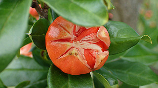 p6063961_thumb.jpg