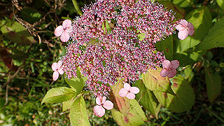 p6063963_thumb.jpg