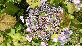 p6063964_thumb.jpg