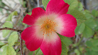 p6063965_thumb.jpg