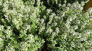 p6063967_thumb.jpg