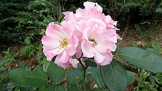 p6063968_thumb.jpg