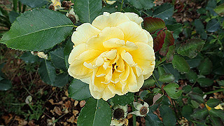p6063969_thumb.jpg