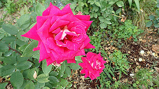 p6063970_thumb.jpg