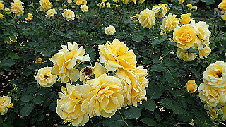 p6063972_thumb.jpg