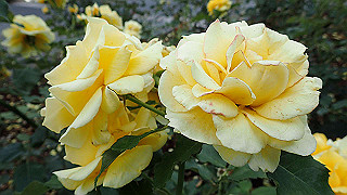 p6063973_thumb.jpg