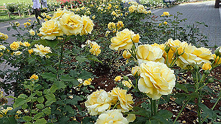 p6063974_thumb.jpg