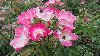p6063975_thumb.jpg