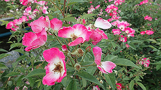 p6063976_thumb.jpg