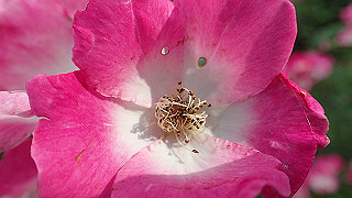 p6063977_thumb.jpg