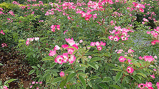 p6063981_thumb.jpg
