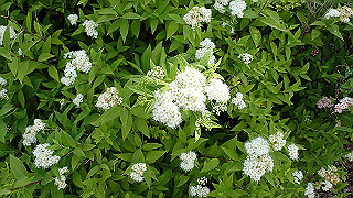 p6063983_thumb.jpg