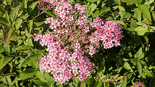 p6063985_thumb.jpg