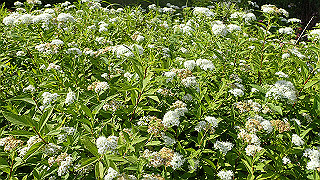 p6063987_thumb.jpg