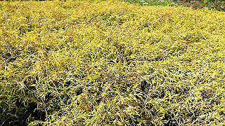 p6063988_thumb.jpg