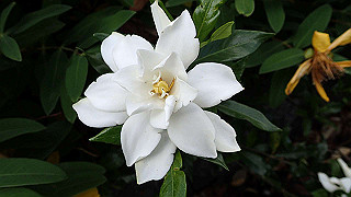 p6063989_thumb.jpg