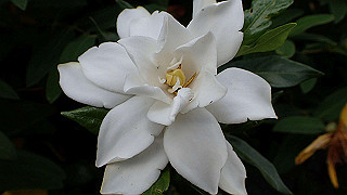 p6063990_thumb.jpg