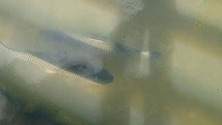 p6063997_thumb.jpg